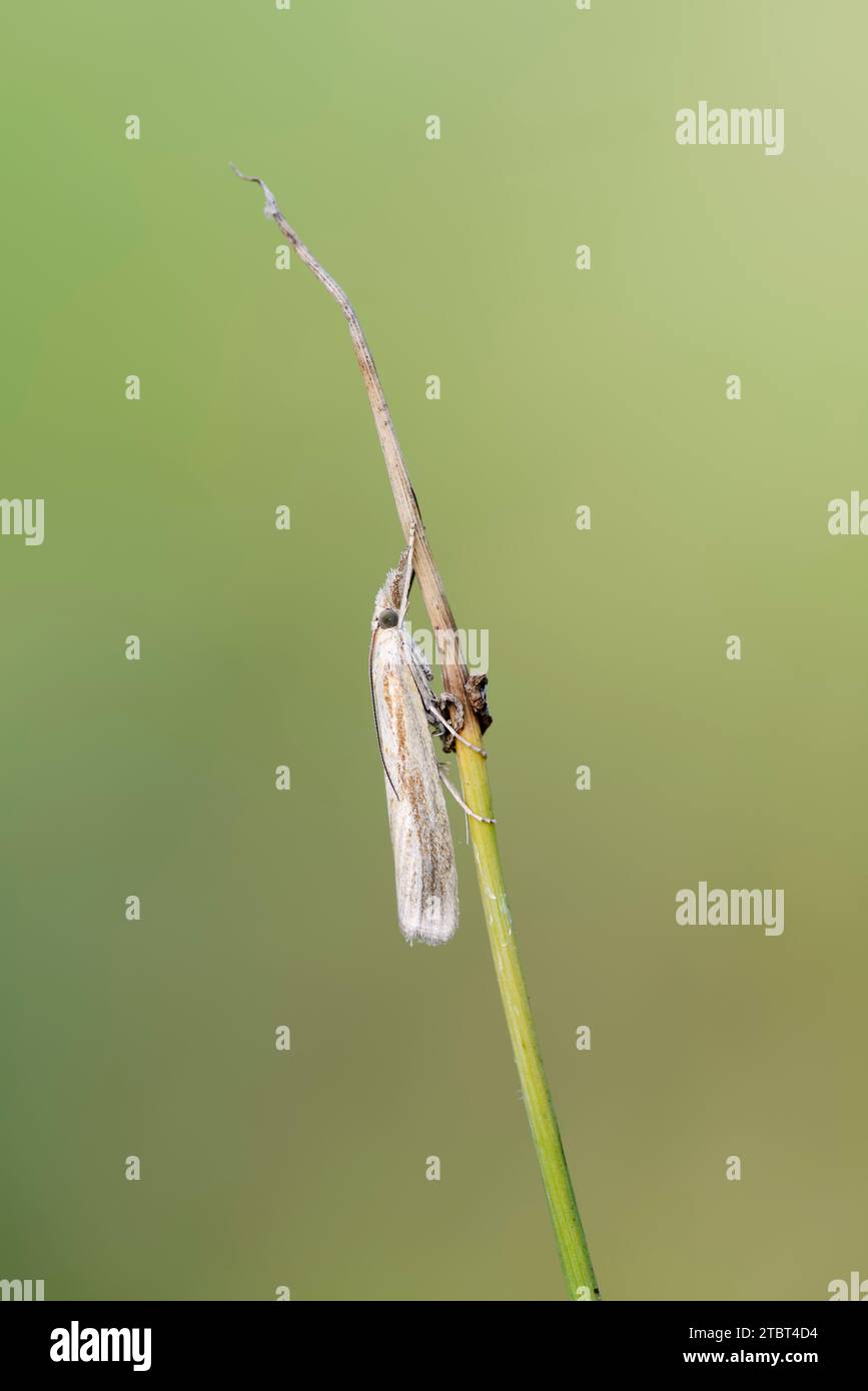 Inconspicuous grass borer (Agriphila straminella), North Rhine-Westphalia, Germany Stock Photo