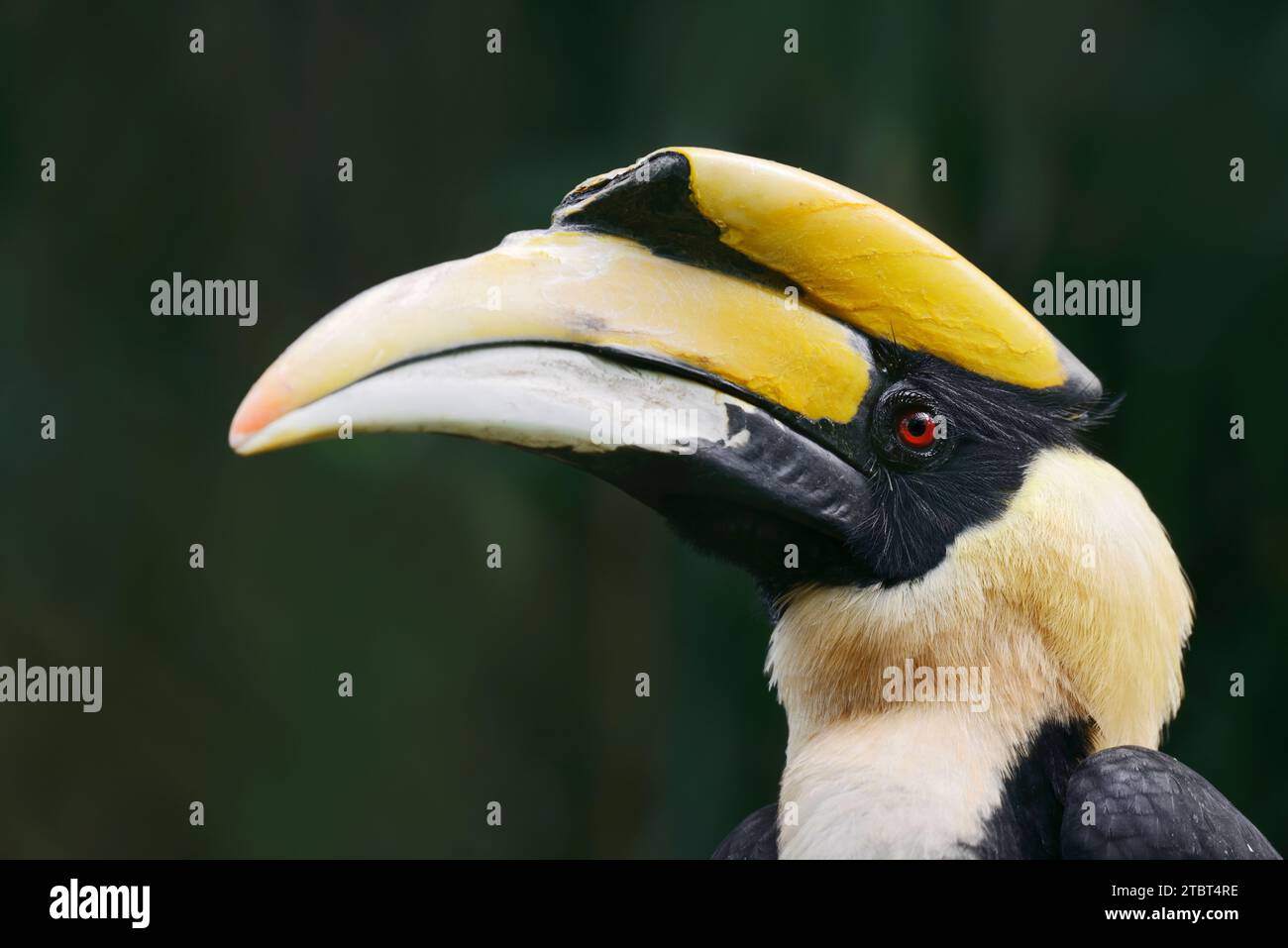 Double hornbill (Buceros bicornis), male, portrait Stock Photo