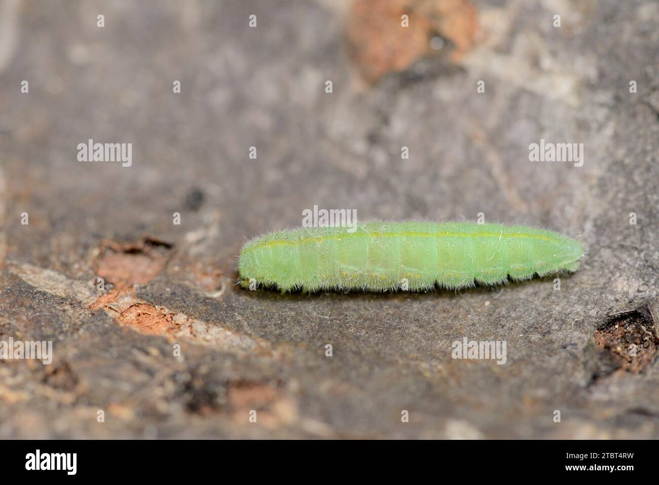Small cabbage white butterfly (Pieris rapae), caterpillar shortly before pupation, North Rhine-Westphalia, Germany Stock Photo