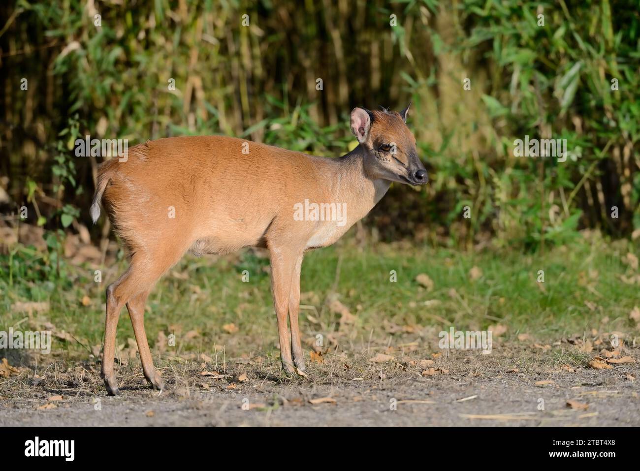 Red duiker (Cephalophus natalensis), occurring on the southeast coast of Africa Stock Photo