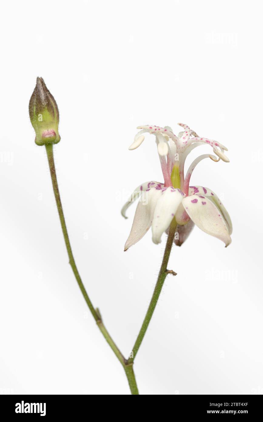 Japanese toad lily (Tricyrtis hirta), flower Stock Photo