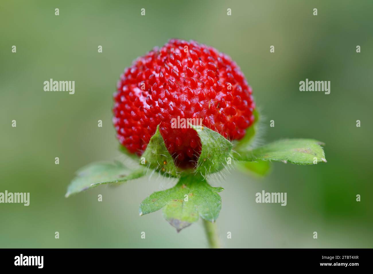 Indian mock strawberry (Duchesnea indica, Potentilla indica), fruit Stock Photo