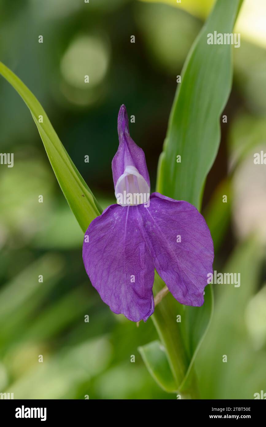 Ginger orchid (Roscoea auriculata), flower, native to the eastern Himalayas Stock Photo