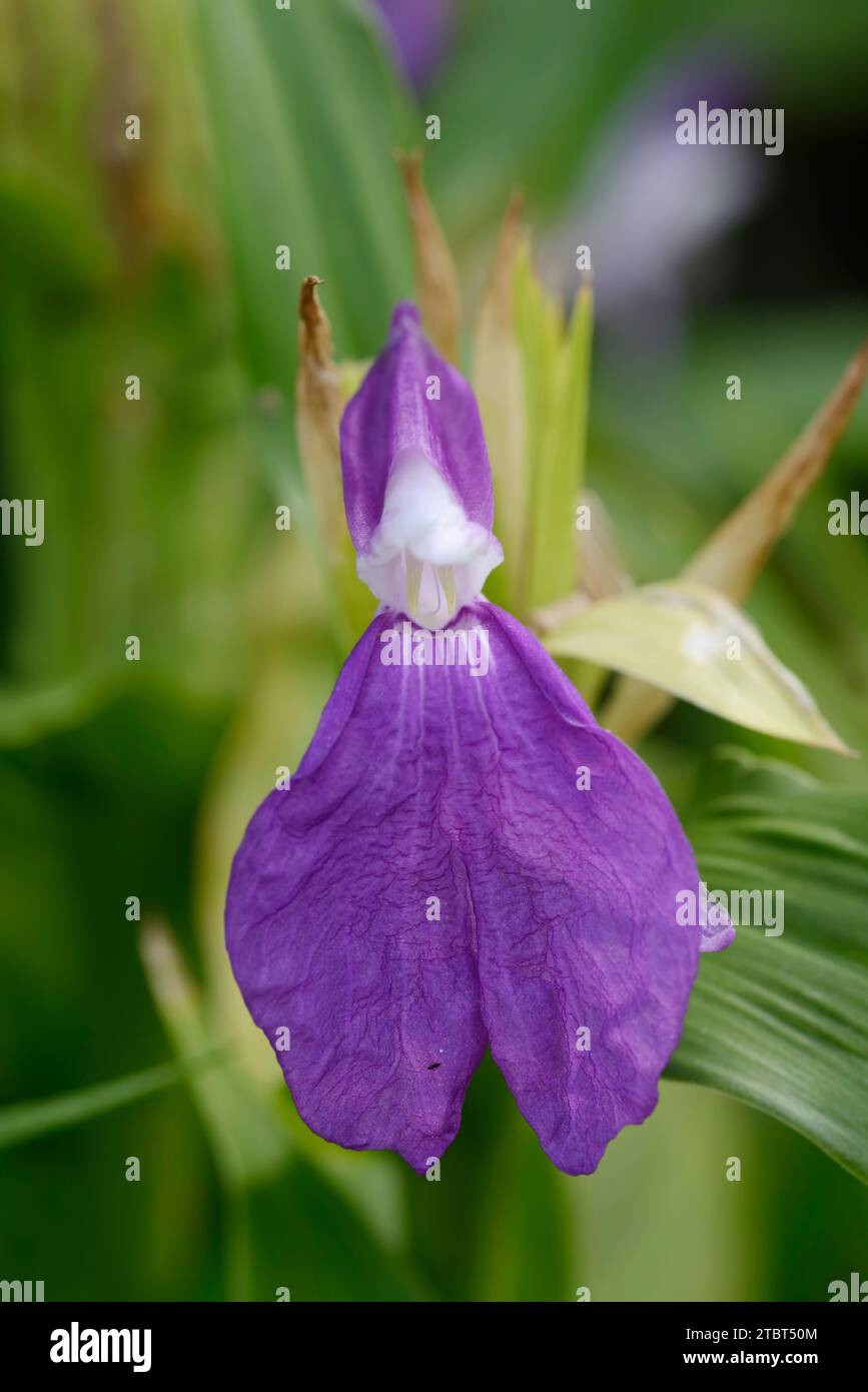 Ginger orchid (Roscoea auriculata), flower, native to the eastern Himalayas Stock Photo