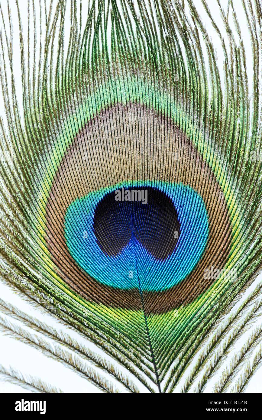 Blue peacock (Pavo cristatus), detail of a decorative feather from a male peacock Stock Photo