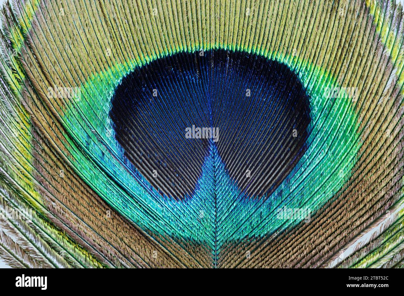 Blue peacock (Pavo cristatus), detail of a decorative feather from a male peacock Stock Photo