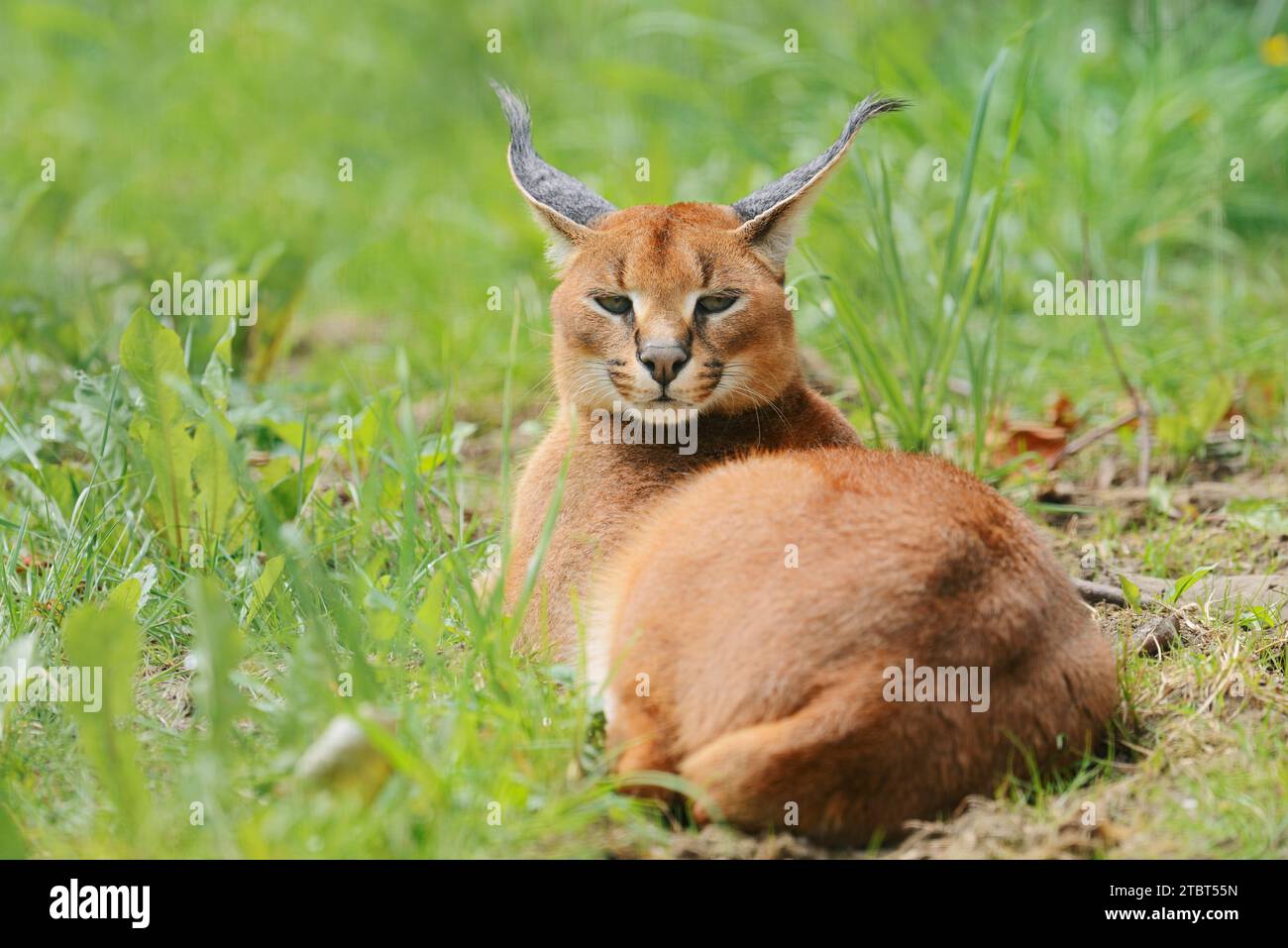 Caracal (Caracal caracal), occurrence in Africa Stock Photo