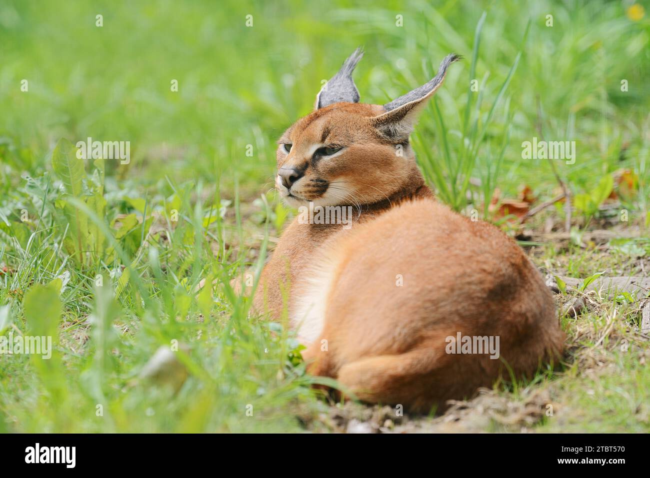 Caracal (Caracal caracal), occurrence in Africa Stock Photo