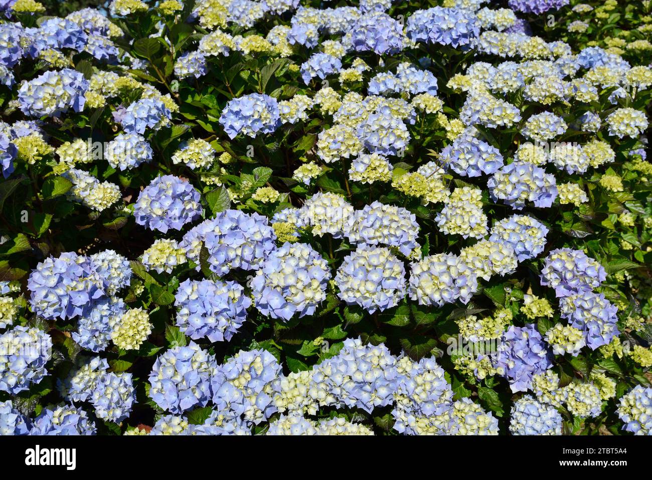 Garden hydrangea (Hydrangea macrophylla), flowering, Brittany, France Stock Photo