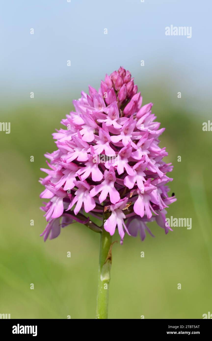 Pyramidal dogbane (Anacamptis pyramidalis), Normandy, France Stock