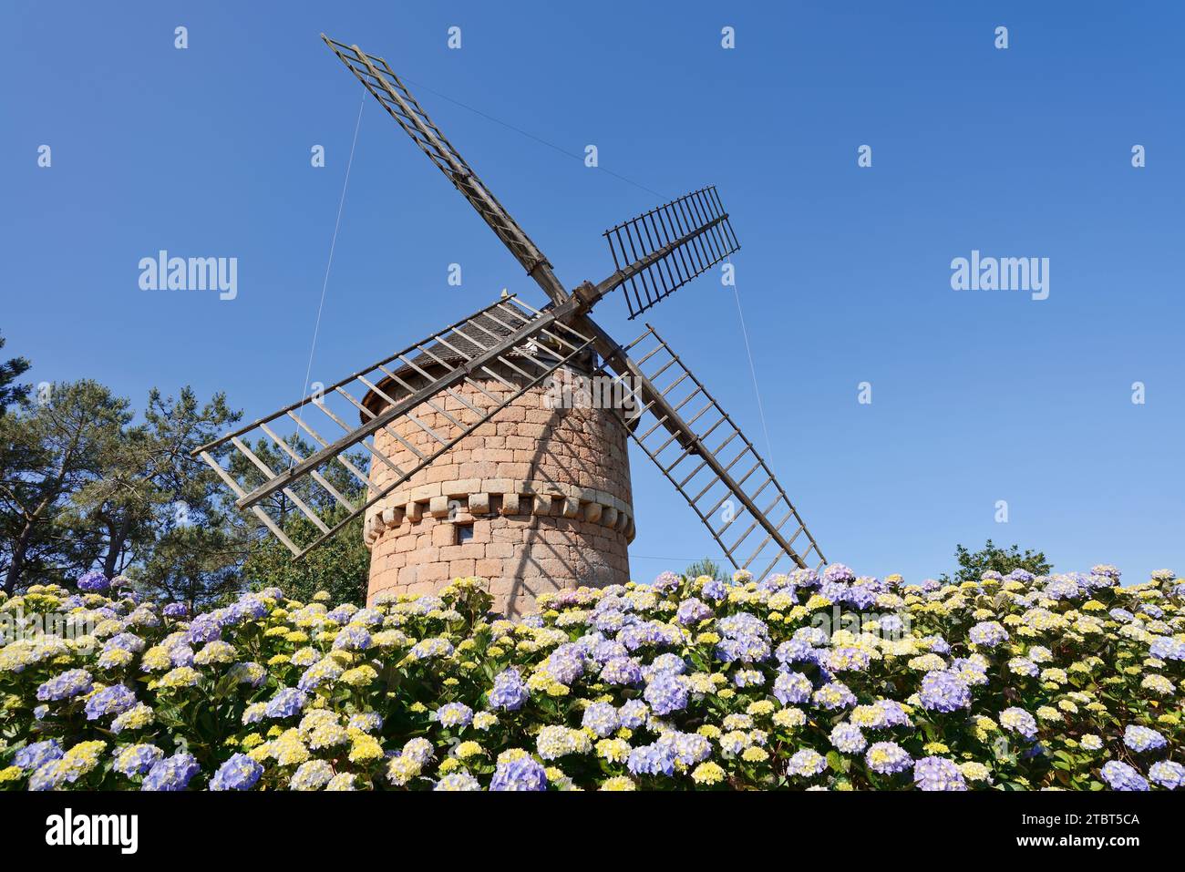 Garden hydrangeas in bloom in front of the windmill Le Moulin a Vent de la Lande du Crac'h