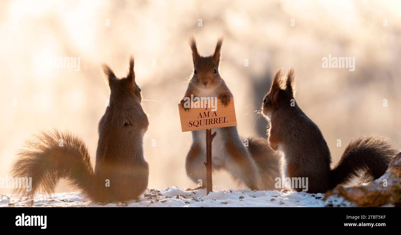 Red Squirrels with a Appreciation Day sign Stock Photo