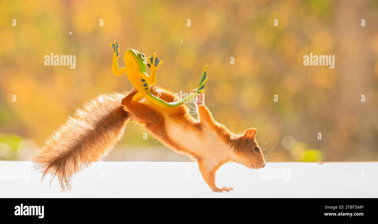 Red Squirrel with a frog Stock Photo