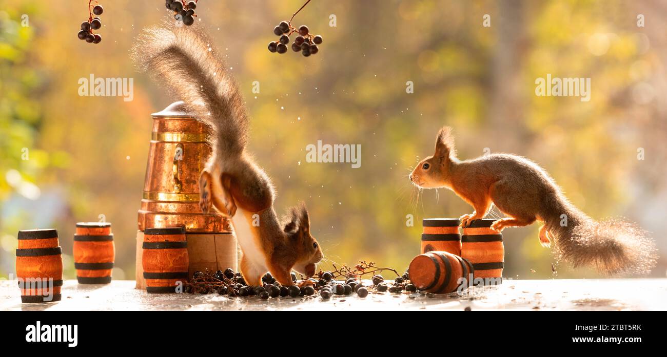 Red Squirrels with grapes in grape branches and barrels Stock Photo Alamy