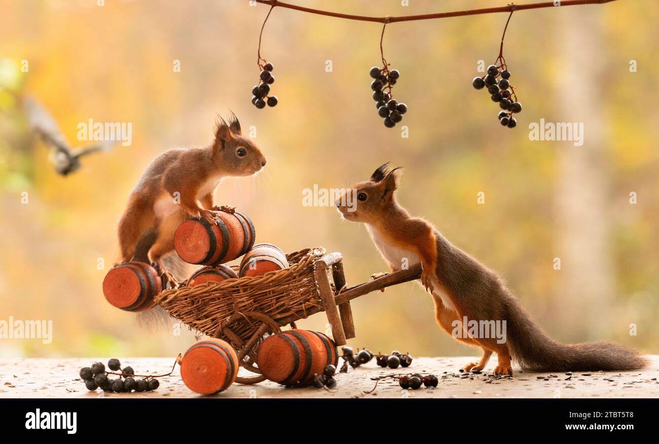 Red Squirrels with grapes in grape branches and barrels Stock Photo Alamy