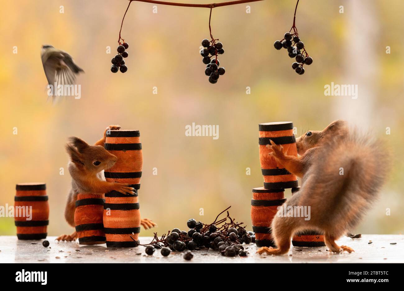 Red Squirrels with grapes in grape branches and barrels Stock Photo Alamy