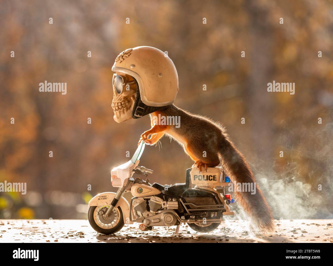 Red Squirrels on a police bike with a skull Stock Photo