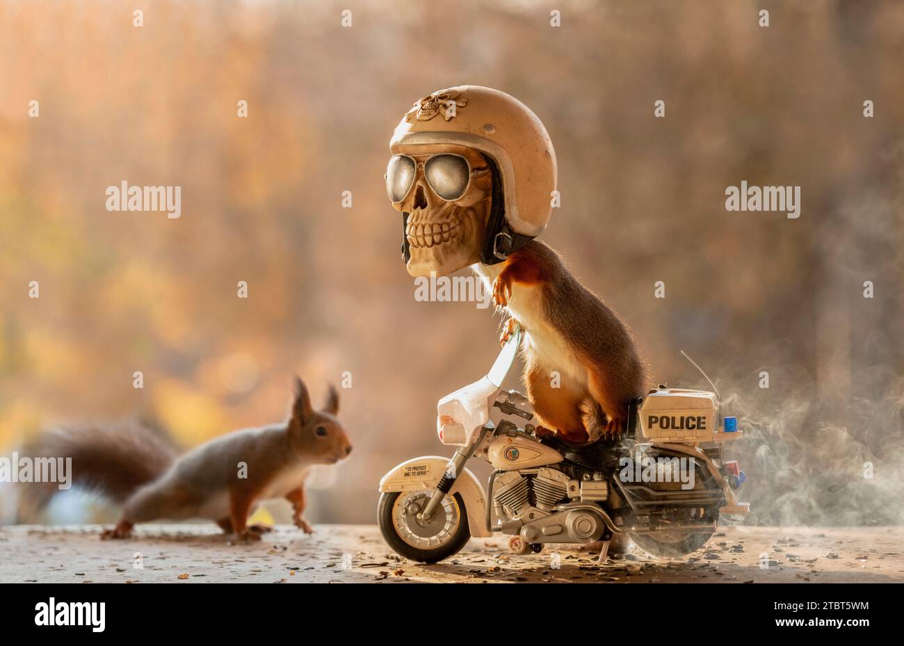 Red Squirrels on a police bike with a skull Stock Photo