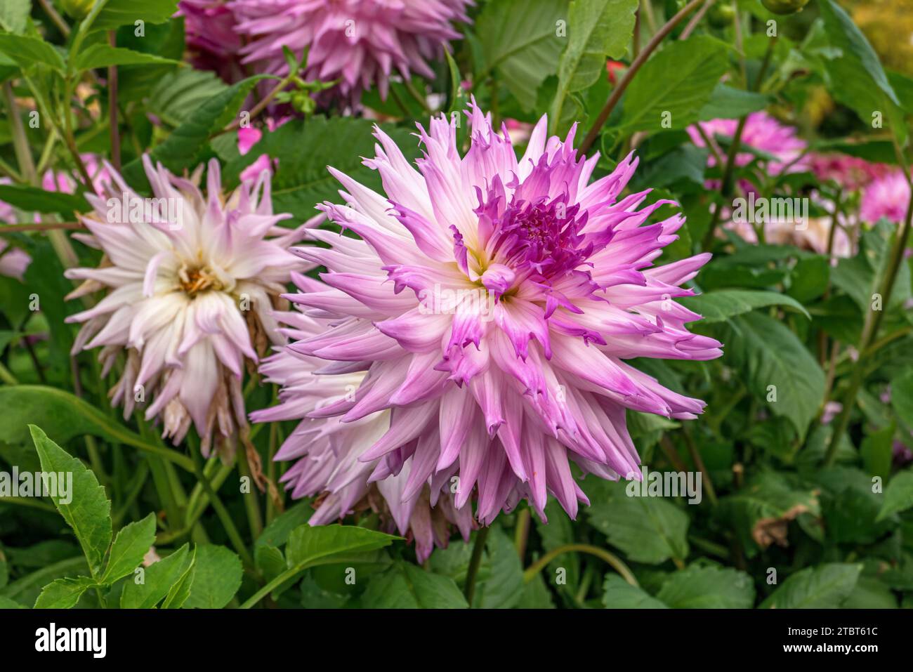 Pink dahlias bed hi-res stock photography and images - Alamy
