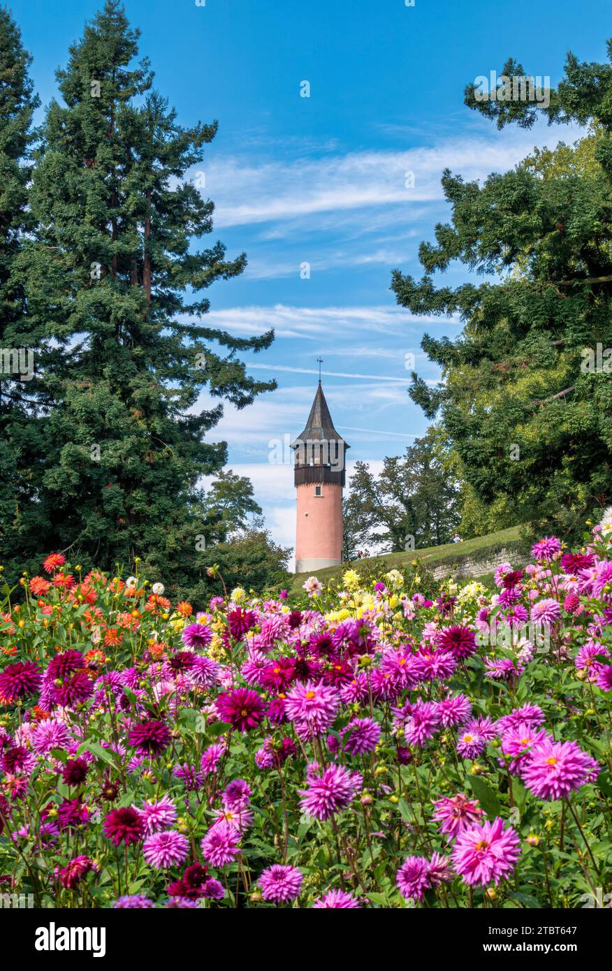 Blooming dahlias (Dahlia) in the dahlia garden on the island of Mainau, Lake Constance, Baden-Württemberg, Germany, Europe Stock Photo