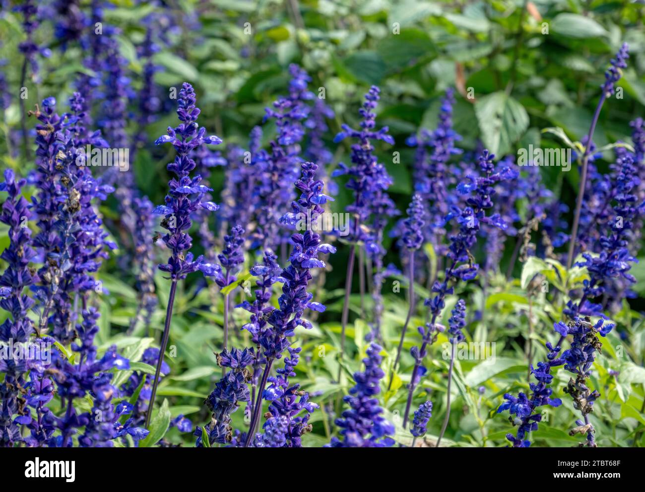 Mealy sage, Salvia farinacea, Rhea Blue, Lamiaceae on the island of Mainau, Lake Constance, Baden-Württemberg, Germany, Europe Stock Photo