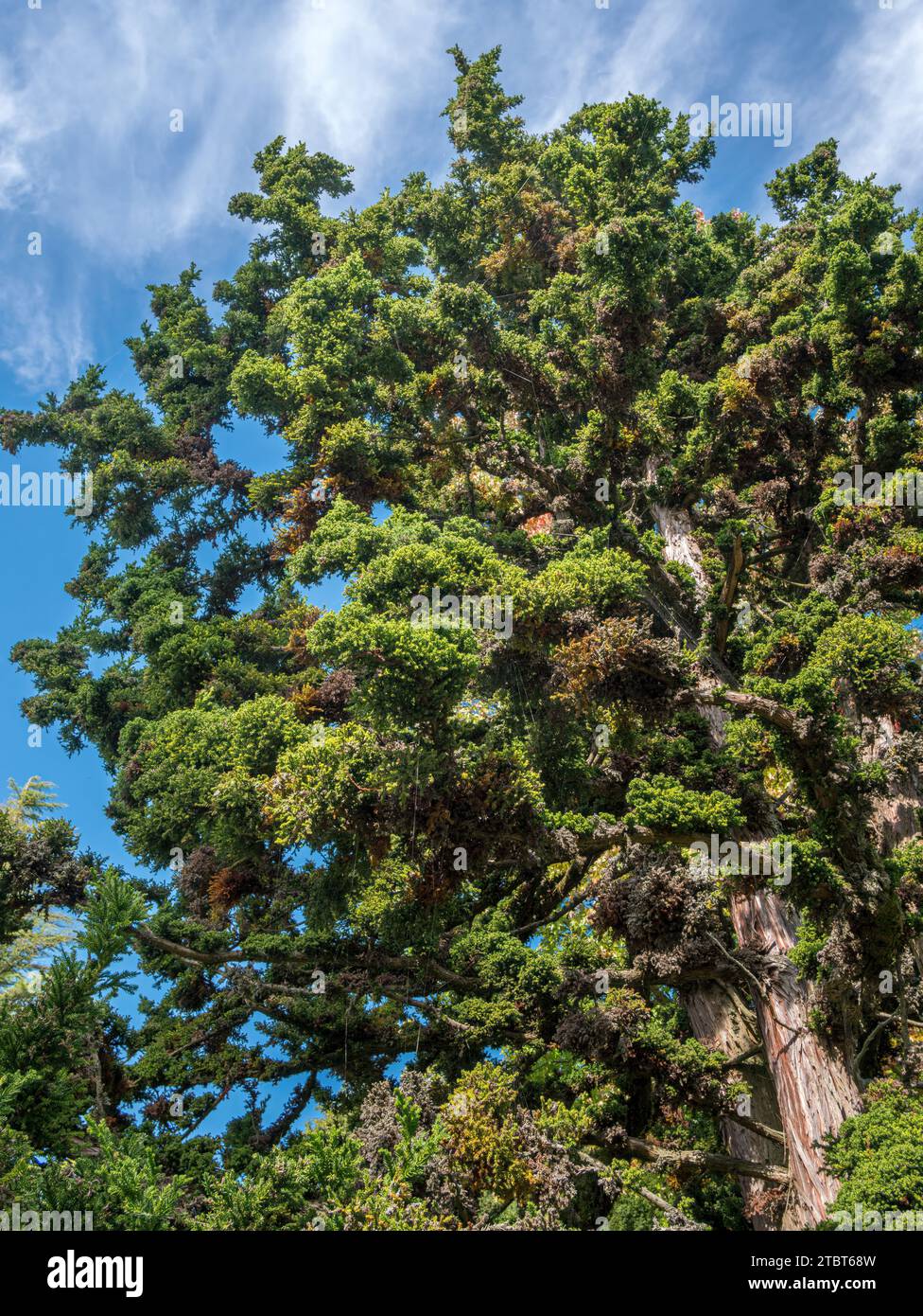 Japanese sickle fir, Cryptomeria japonica, Bandai Sugi, family Taxodiaceae, in the park on the island of Mainau, Lake Constance, Baden-Württemberg, Germany, Europe Stock Photo