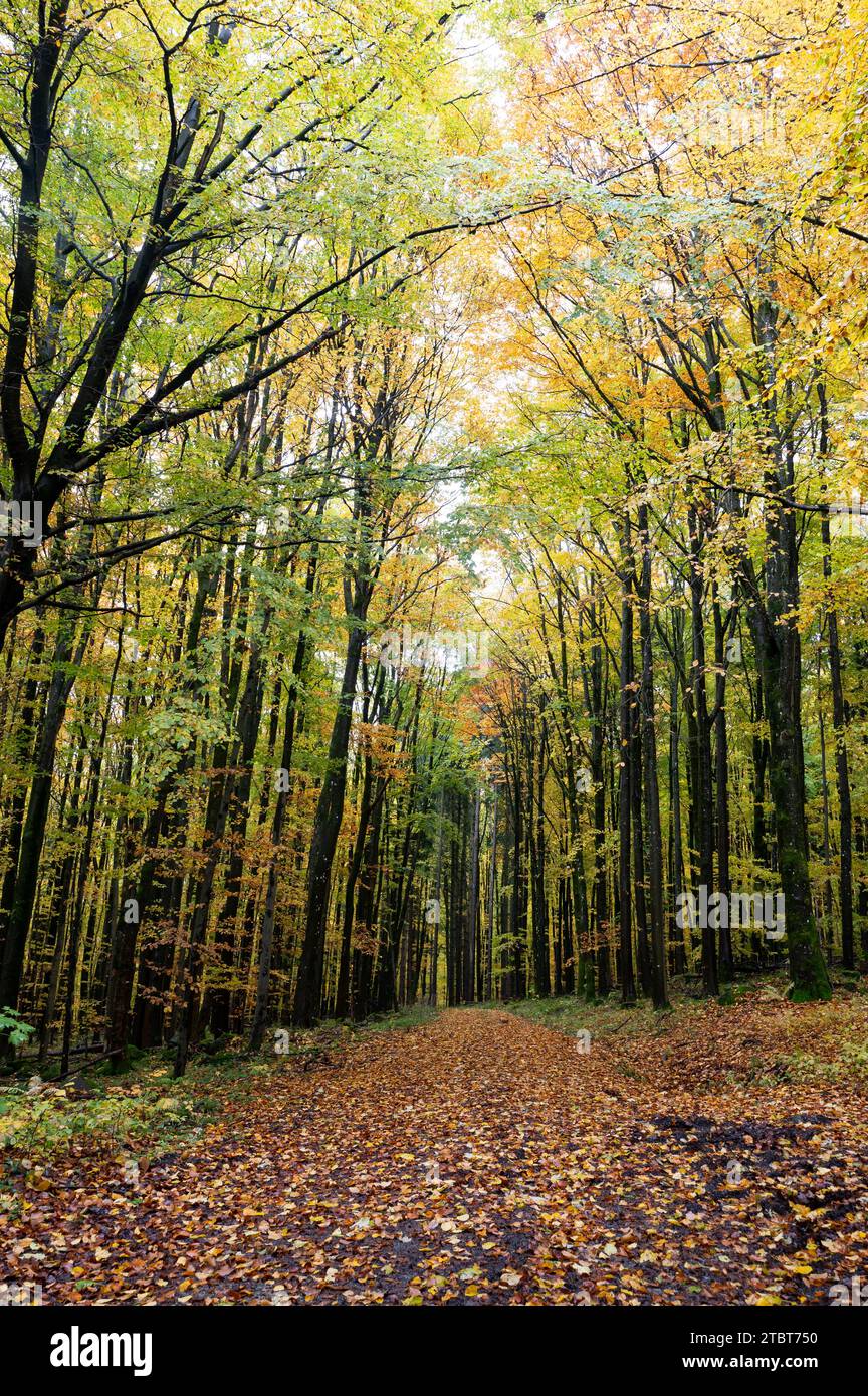A forest in autumn with lots of leaves Stock Photo