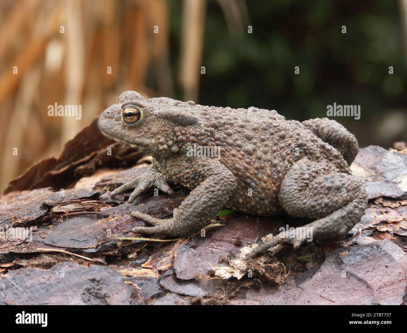 Natural closeup on a female Common European toad, Bufo bufo from the garden Stock Photo