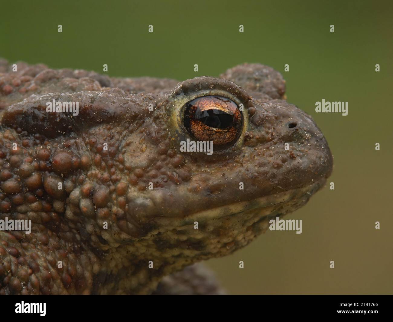Natural facial closeup on a female Common European toad, Bufo bufo from the garden Stock Photo