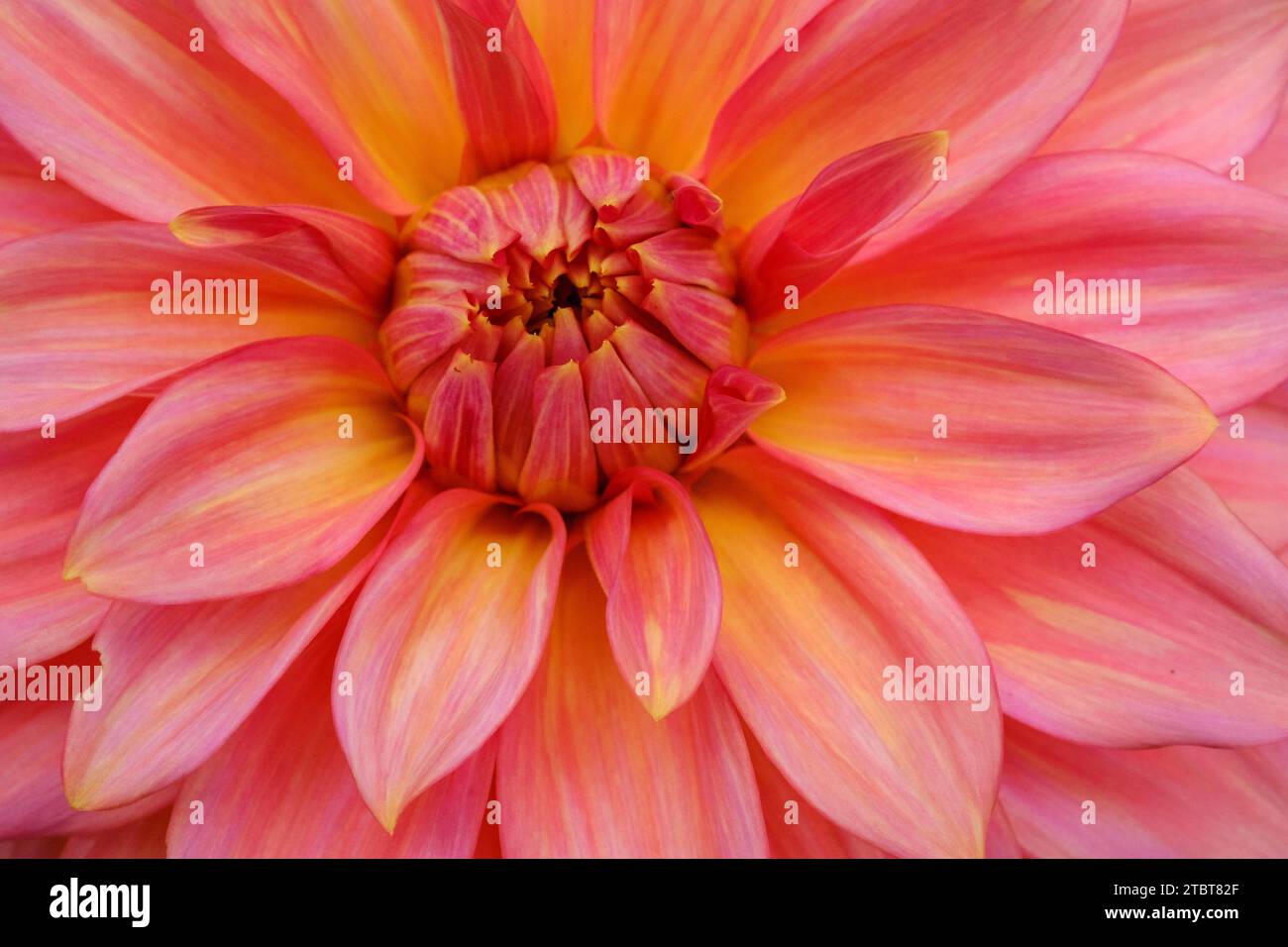 Tree dahlia hi-res stock photography and images - Alamy