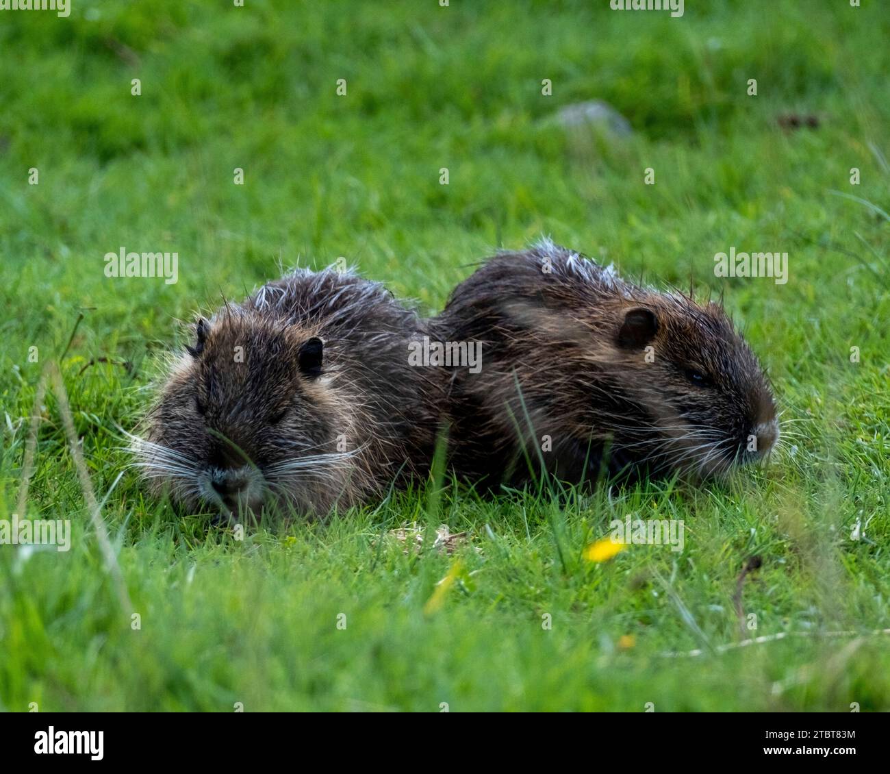 Nutria Eating Reeds Nutria foraging hi-res stock photography and images - Alamy