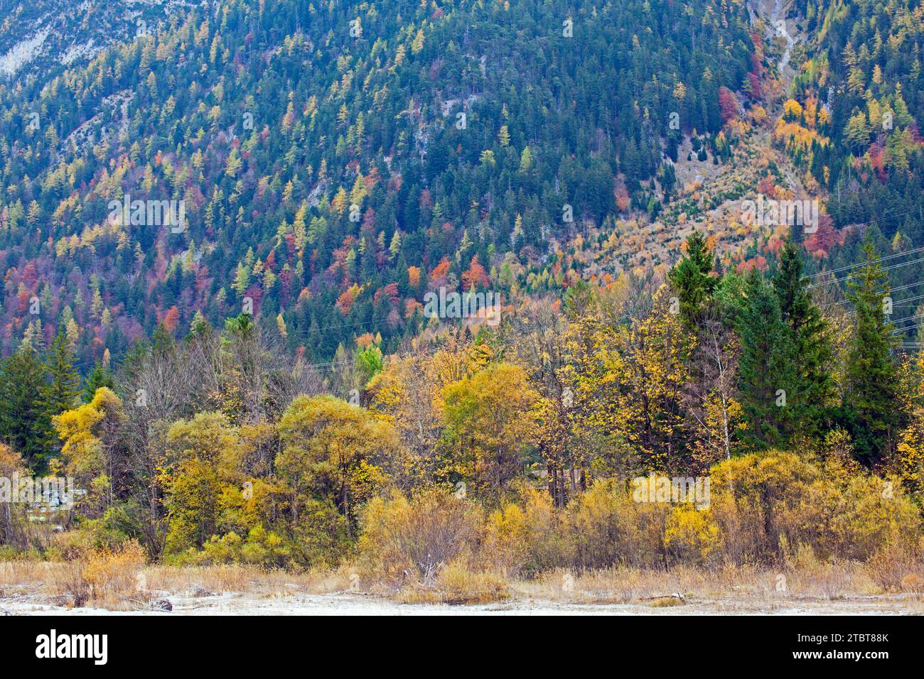 Autumn forest on the western flank of the Karwendel mountains near ...
