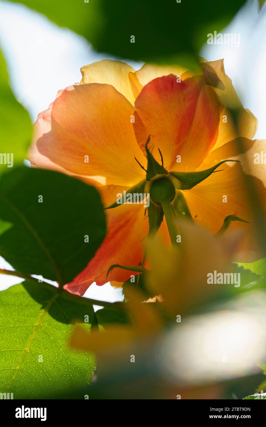 Light orange petals hi-res stock photography and images - Alamy