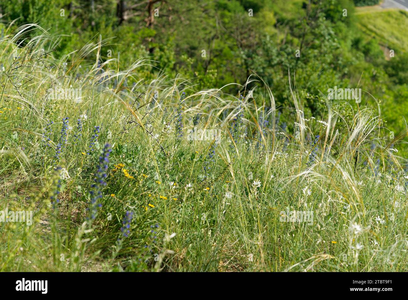 feather grass, Stipa pennata Stock Photo