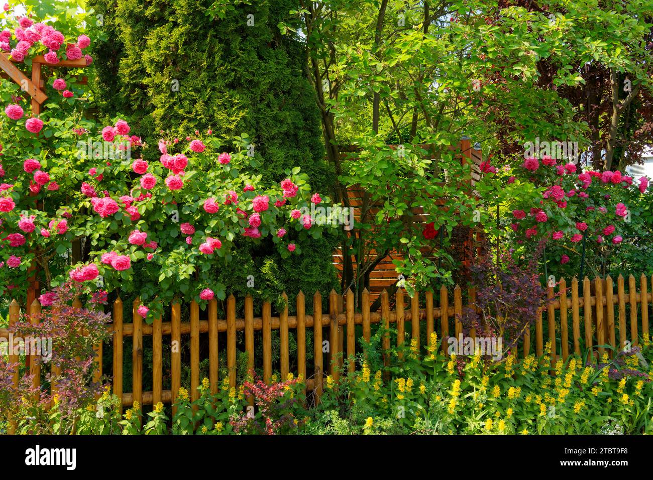 Magnificent roses hi-res stock photography and images - Alamy