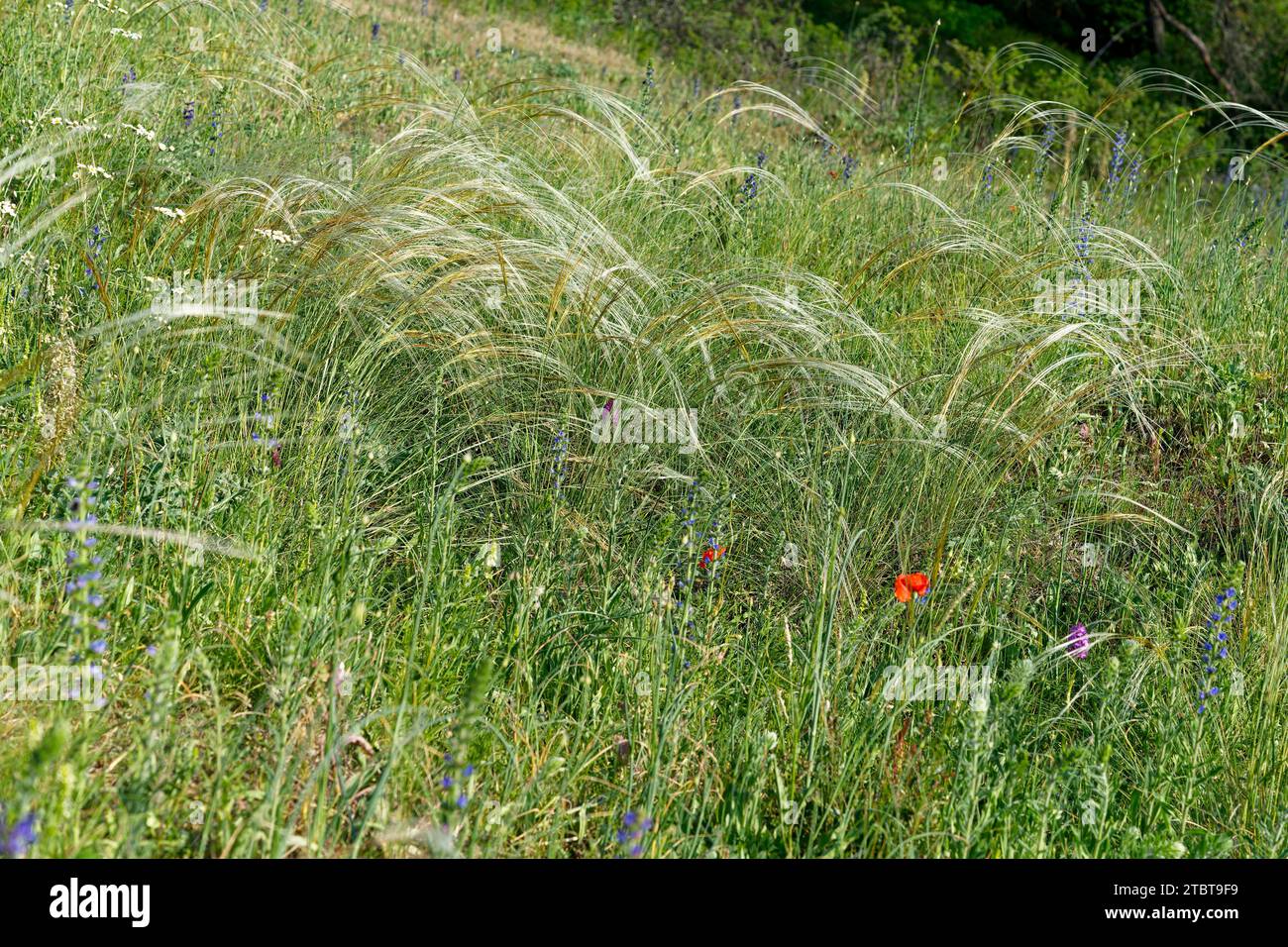 feather grass, Stipa pennata Stock Photo