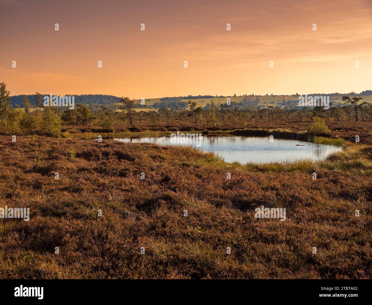 The Schwarzes Moor nature reserve in the evening light, Rhön Biosphere Reserve, Lower Franconia, Franconia, Bavaria, Germany Stock Photo
