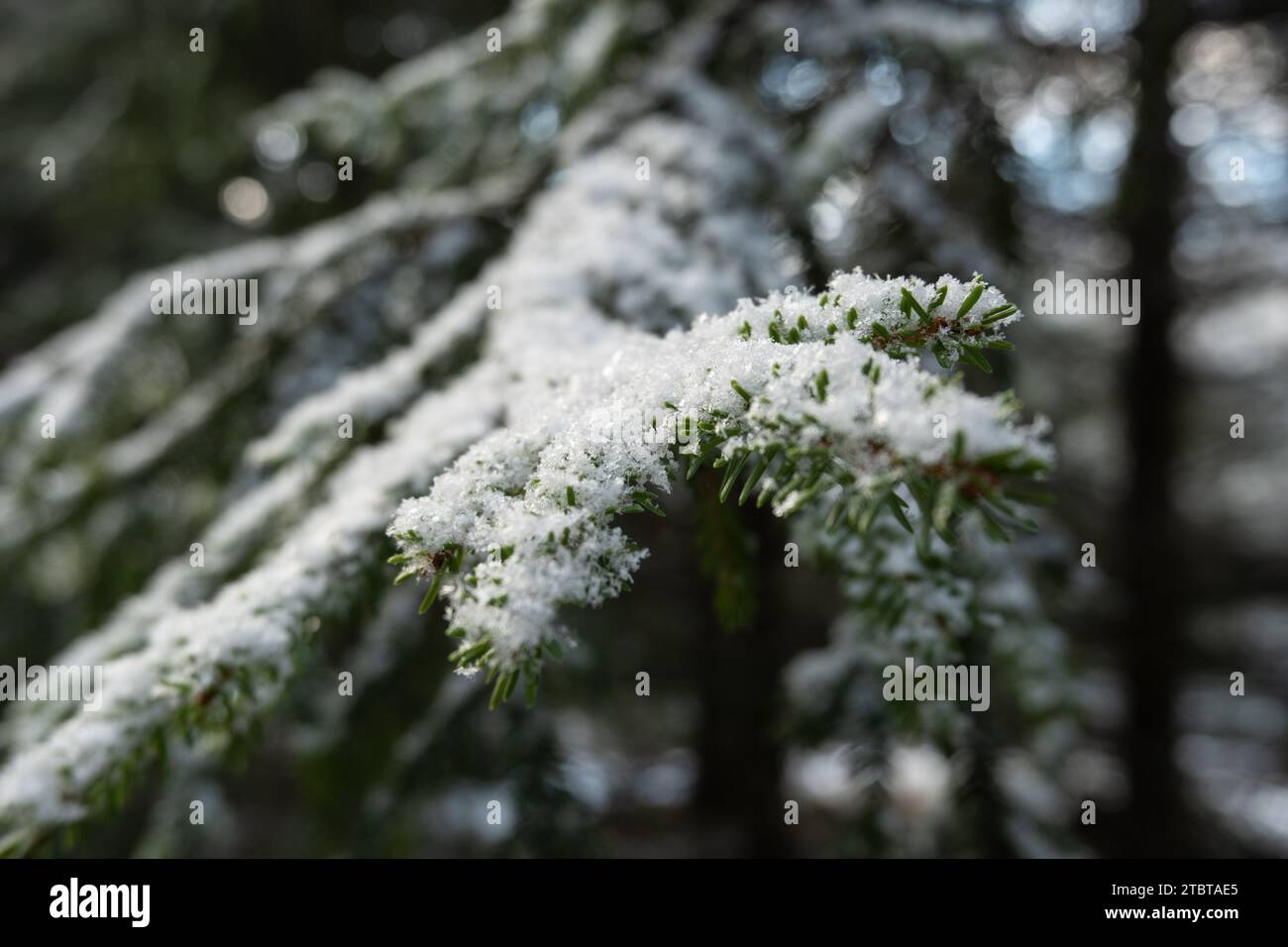 The tranquility of Pokainu Mezs, Dobele, unveils its snowy charm through fir tree needles kissed by winter's grace. Stock Photo