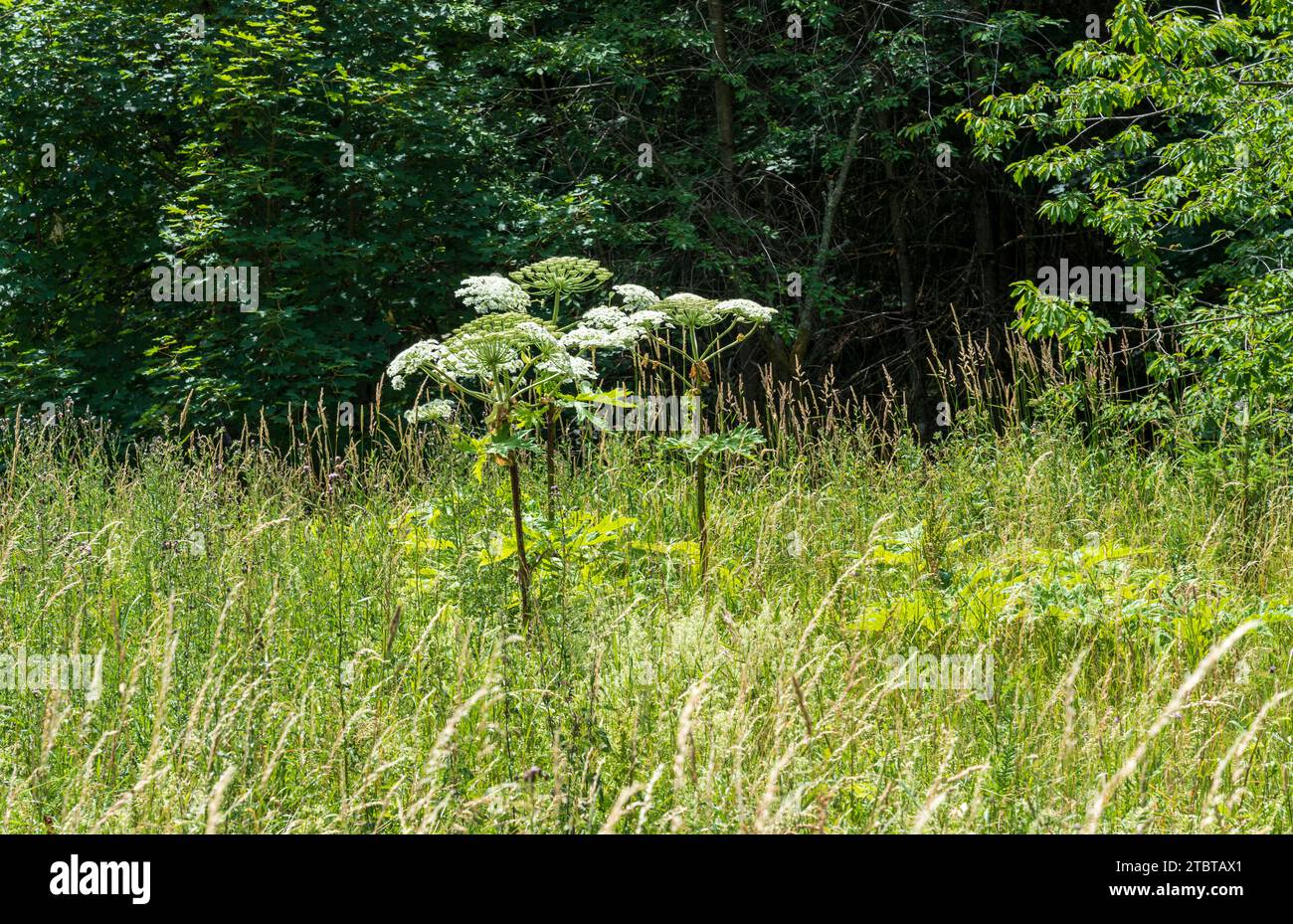 Giant hogweed, Heracleum mantegazzianum Stock Photo