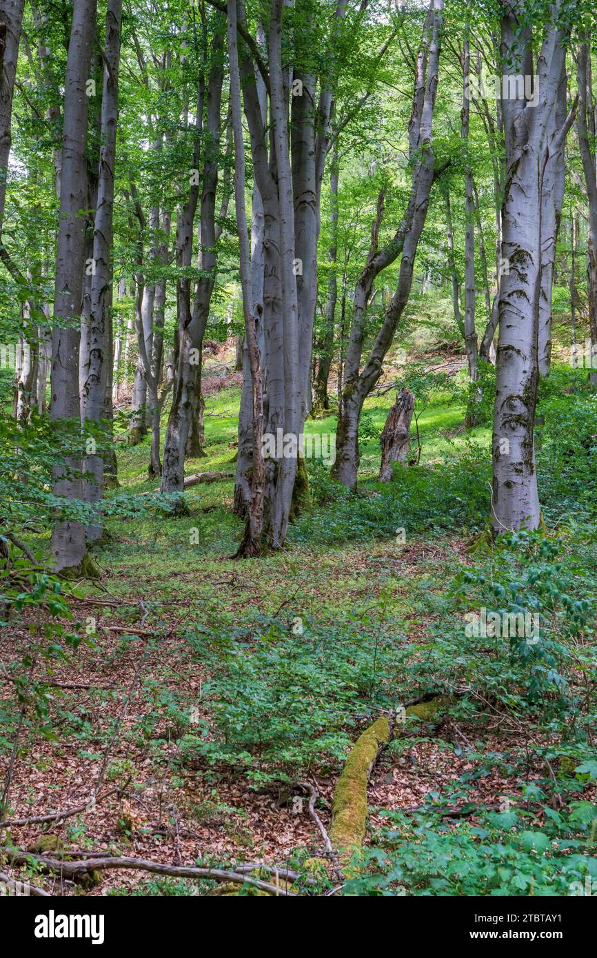 The platzer kuppe in the schwarze berge nature reserve hires stock