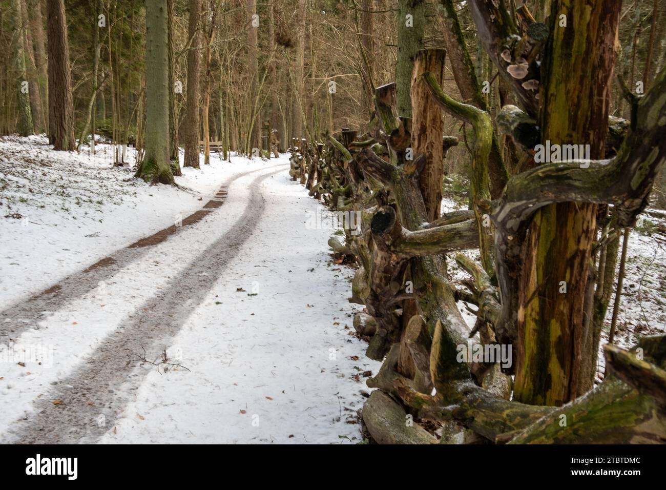 Every step unveils a new story written in the snow-laden paths of Tervete's natural wonderland Stock Photo
