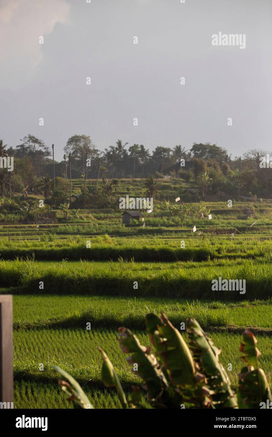 Sunrise over young rice terraces in the calm morning light, reflection in the fields, great green and light in a landscape shot, beautiful green Bali, Indonesia Stock Photo