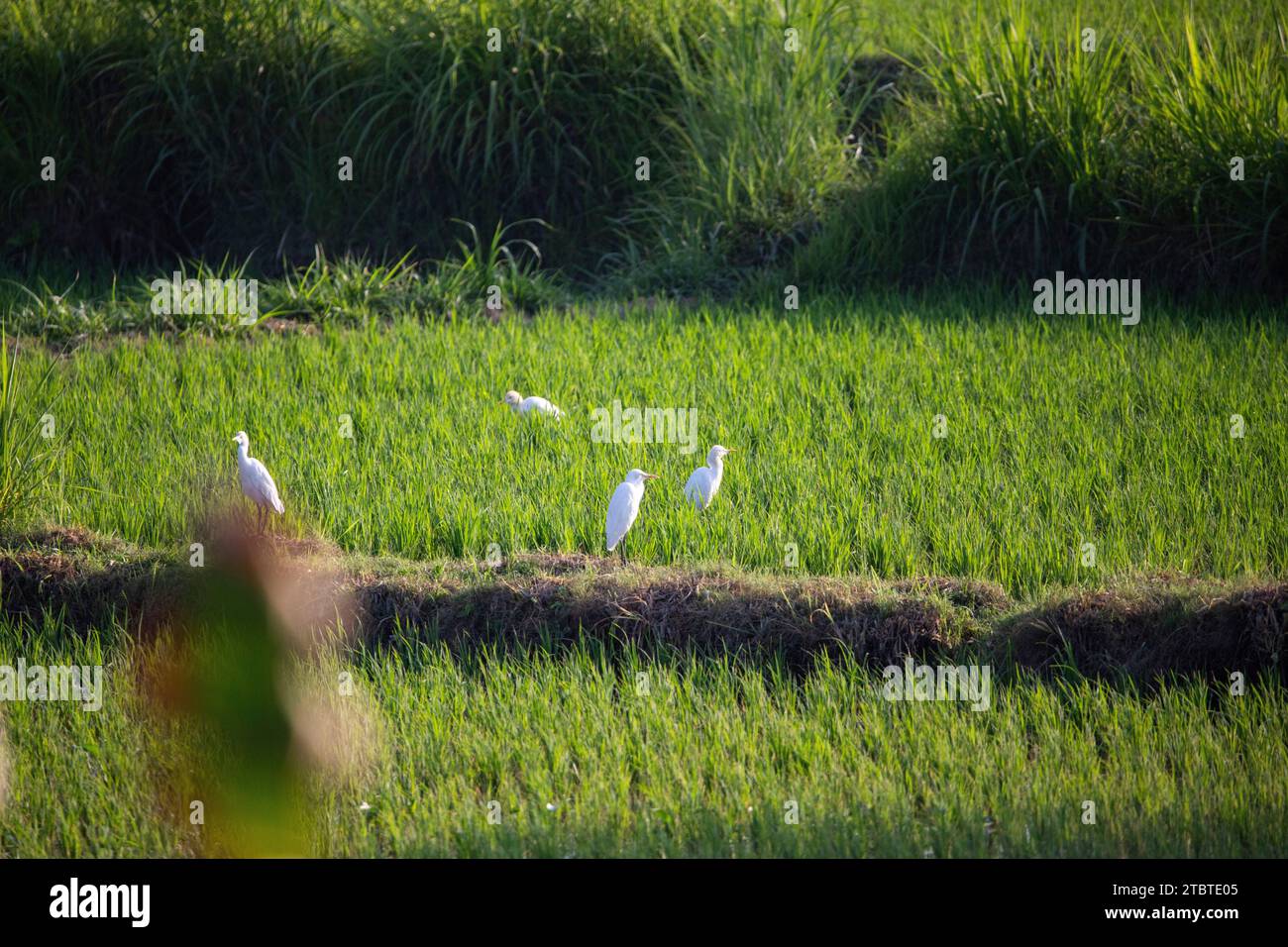 Sunrise over young rice terraces in the calm morning light, reflection in the fields, great green and light in a landscape shot, beautiful green Bali, Indonesia Stock Photo