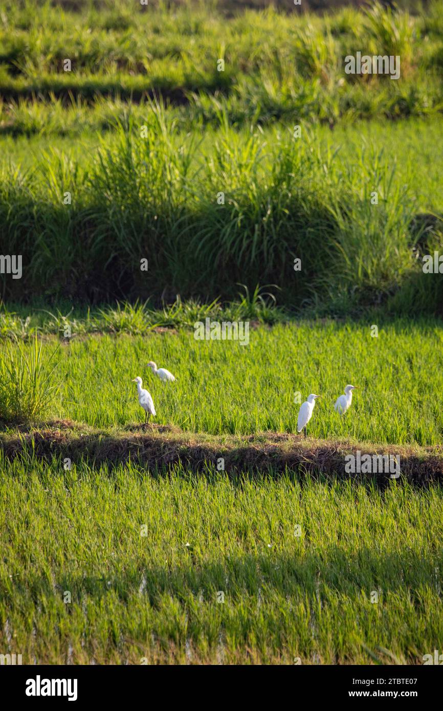 Sunrise over young rice terraces in the calm morning light, reflection in the fields, great green and light in a landscape shot, beautiful green Bali, Indonesia Stock Photo