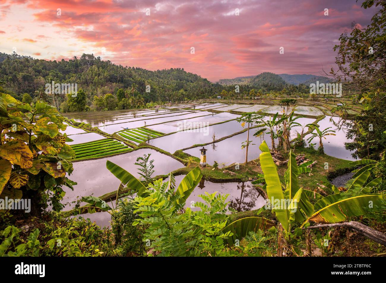The magical rice terraces in the evening, here you can see the unique