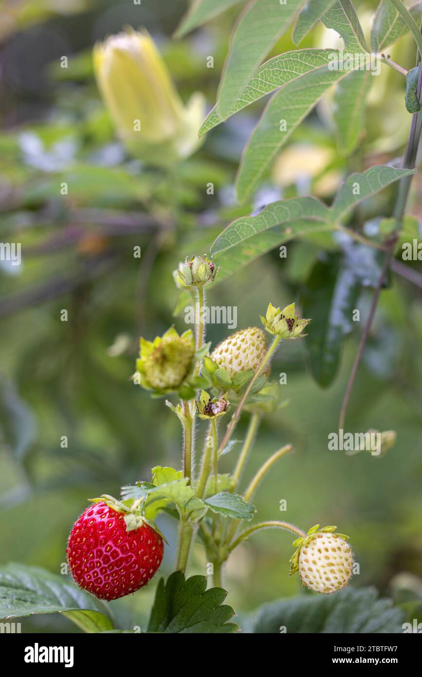 One ripe wild strawberry hi-res stock photography and images - Alamy
