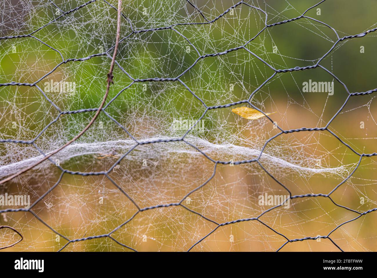 Close-up of an autumn leaf on a wire mesh fence, spider web Stock Photo