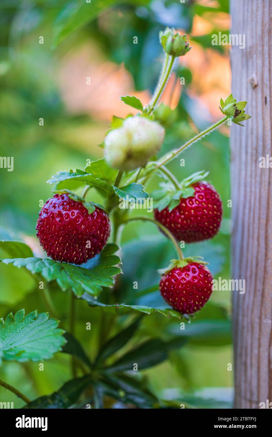 Natural background with red wild strawberry Stock Photo - Alamy
