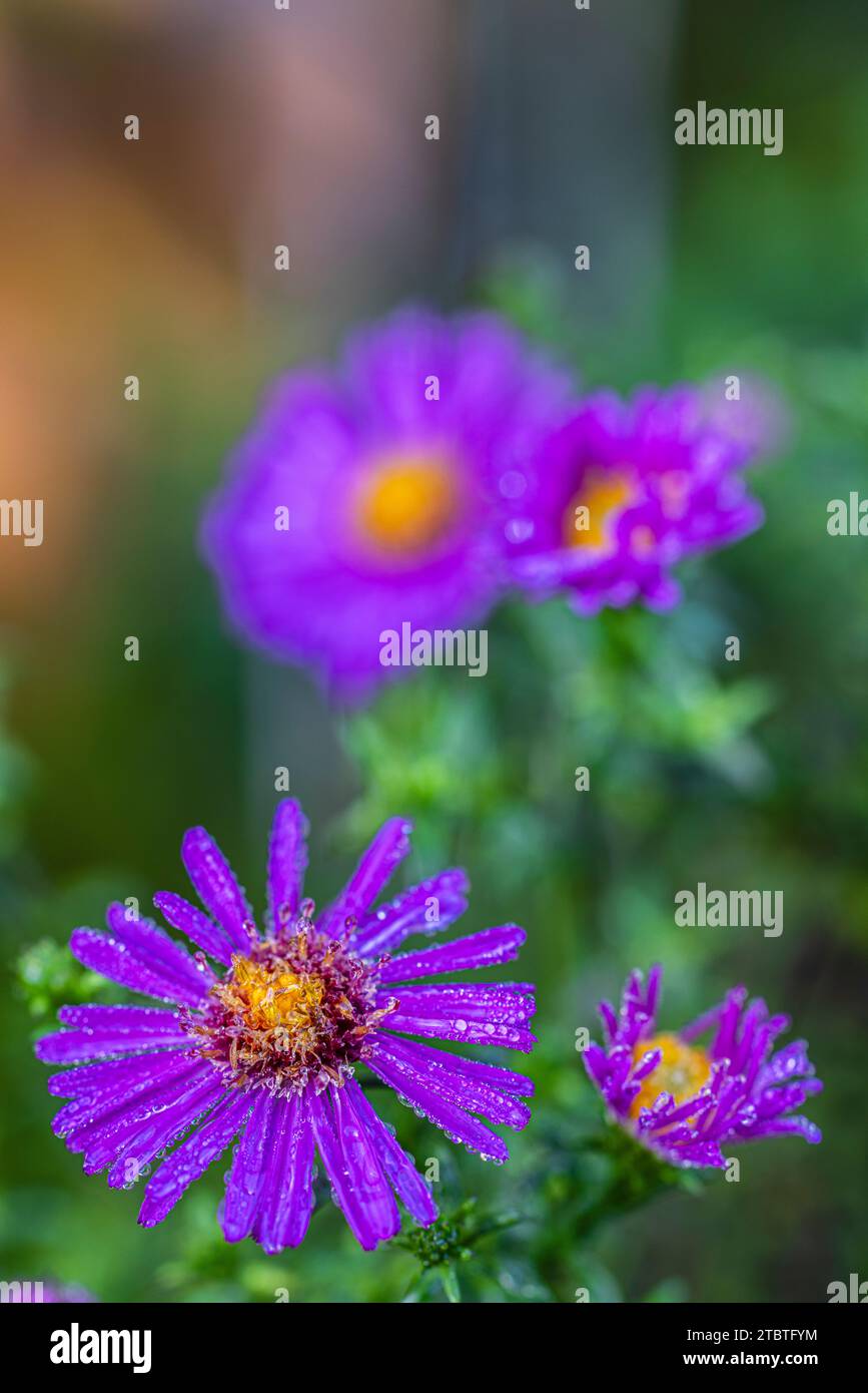Smooth-leaved aster, Aster novi-belgii, variety 'Dauerblau', autumn aster, close-up, double flowers with dewdrops Stock Photo