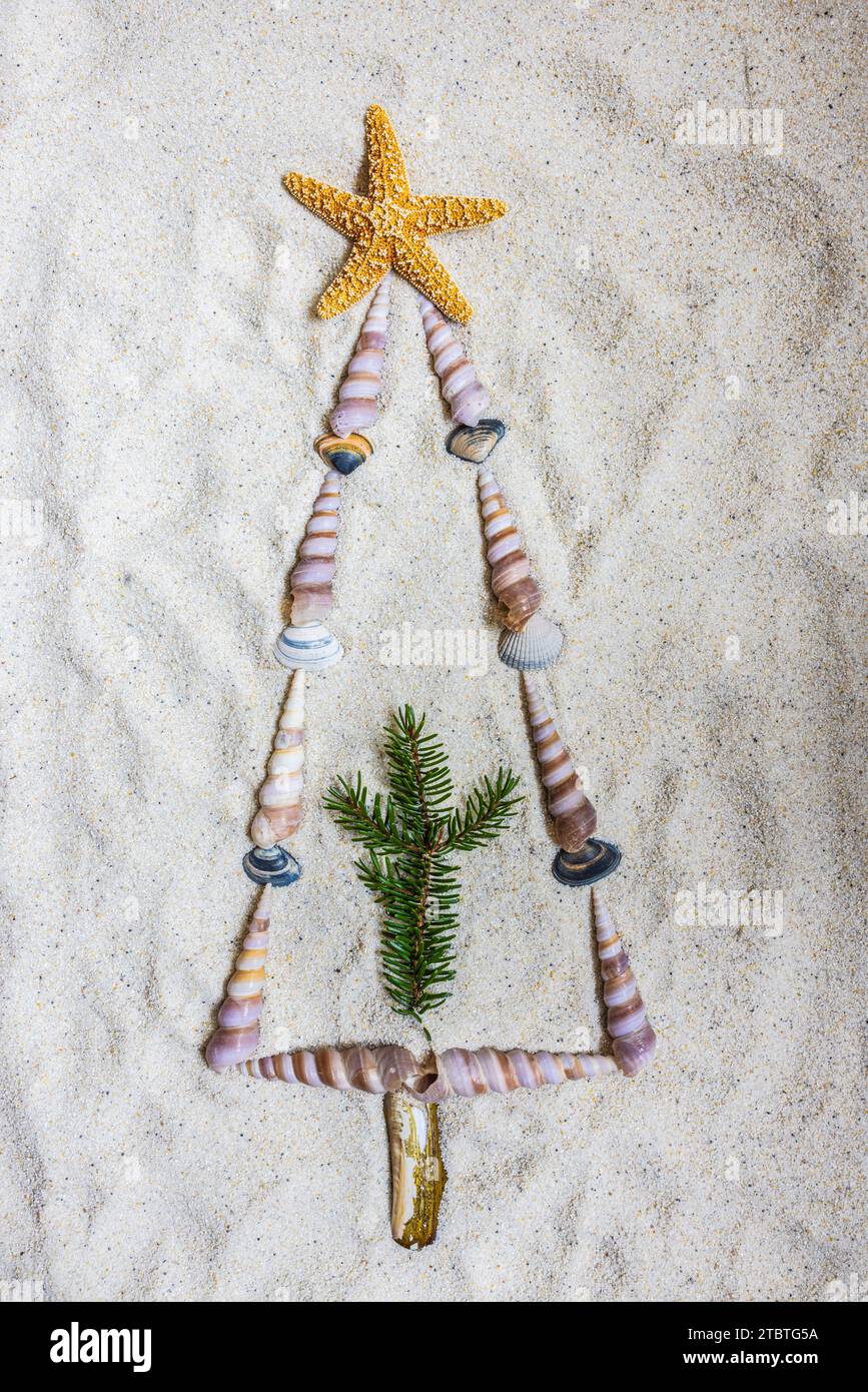 Seashells in the shape of a fir tree on the coast, decoration, still life Stock Photo